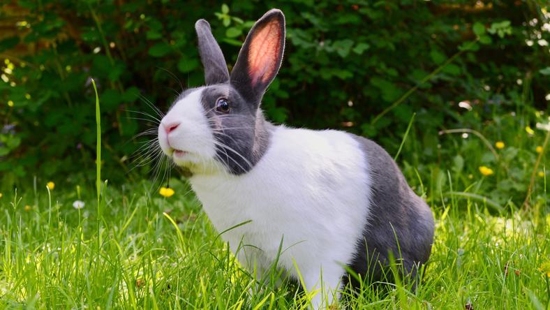 假如一只塑料兔子拥有DNA,会怎样?